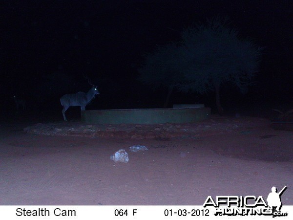 Trail Camera Namibia