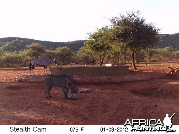 Trail Camera Namibia