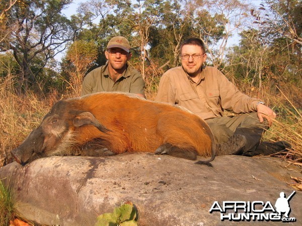 Red river hog hunting in CAR