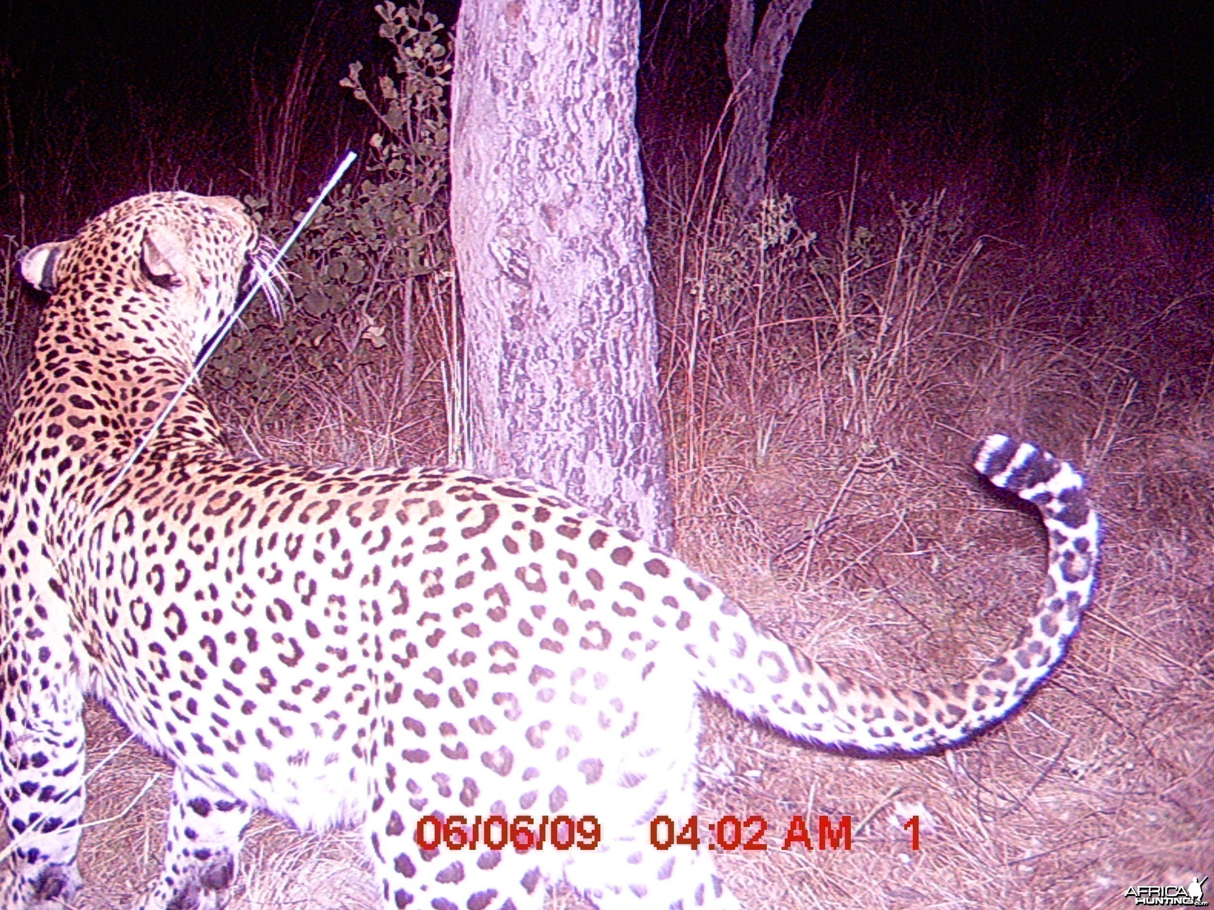 Leopard