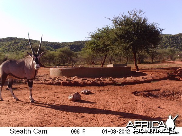 Trail Camera Namibia