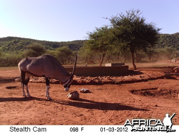 Trail Camera Namibia