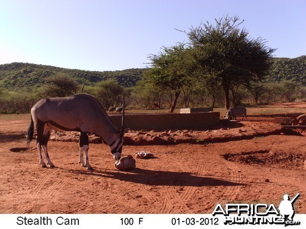 Trail Camera Namibia