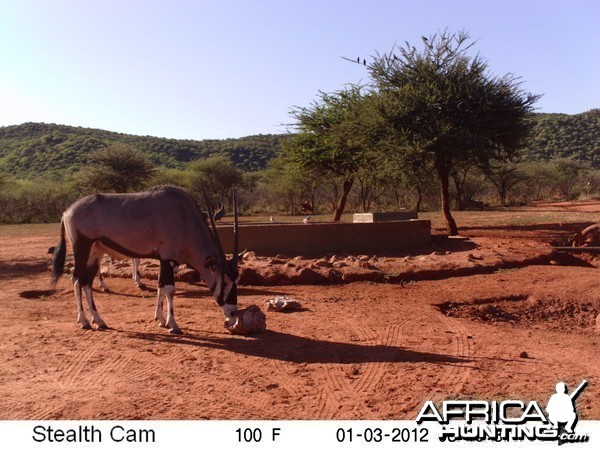 Trail Camera Namibia