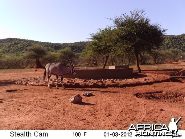 Trail Camera Namibia