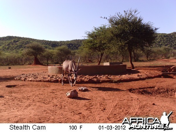 Trail Camera Namibia