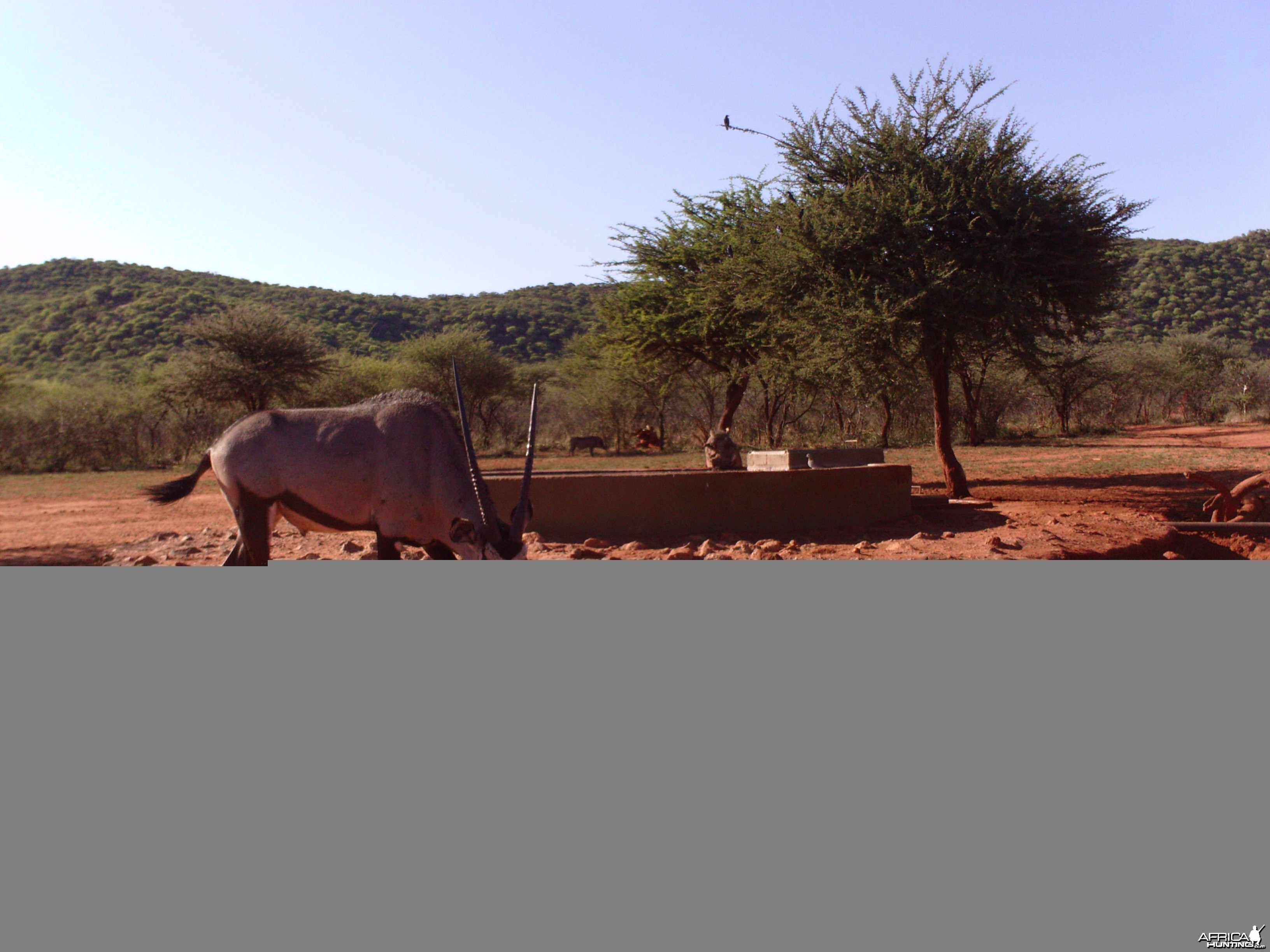 Trail Camera Namibia