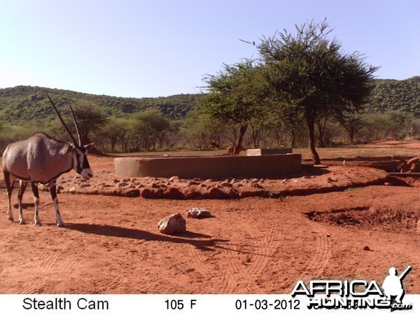 Trail Camera Namibia