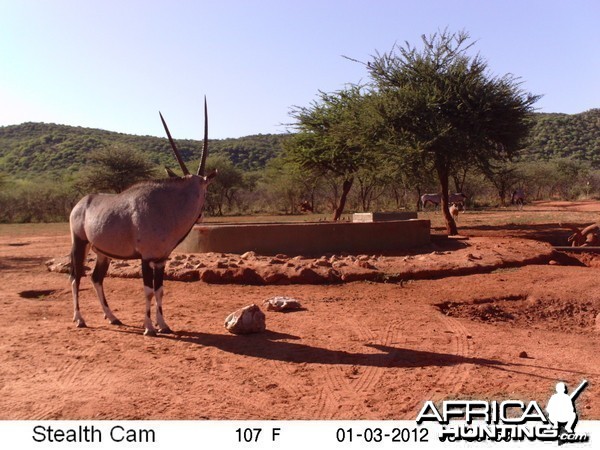 Trail Camera Namibia