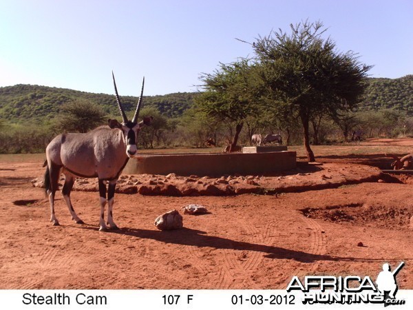 Trail Camera Namibia