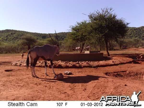 Trail Camera Namibia