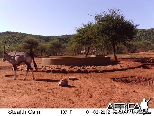 Trail Camera Namibia