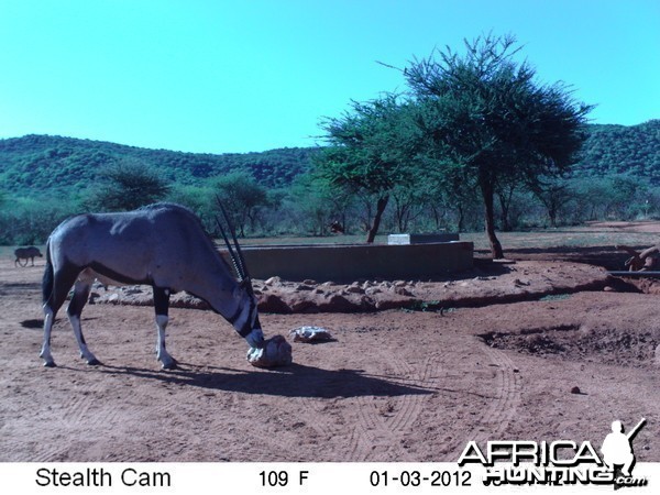 Trail Camera Namibia