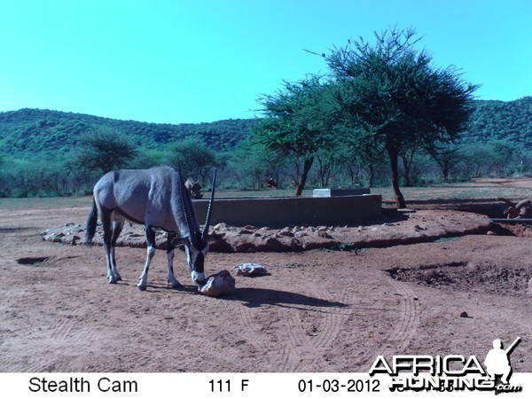 Trail Camera Namibia