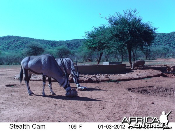 Trail Camera Namibia