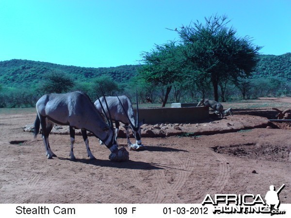 Trail Camera Namibia