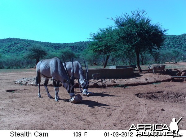 Trail Camera Namibia