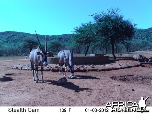 Trail Camera Namibia