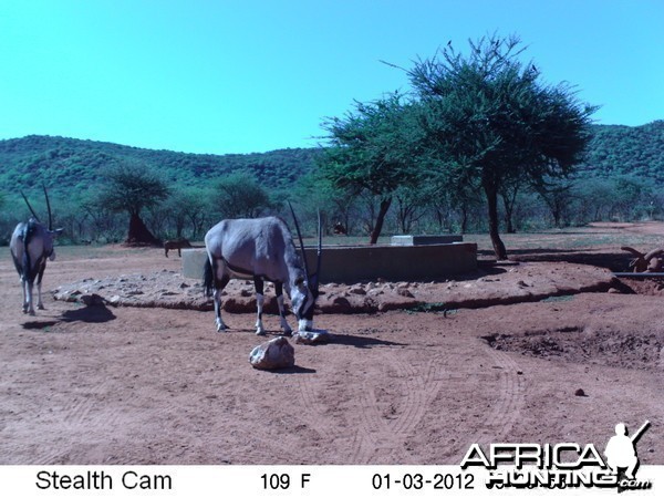 Trail Camera Namibia