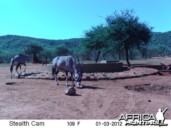 Trail Camera Namibia