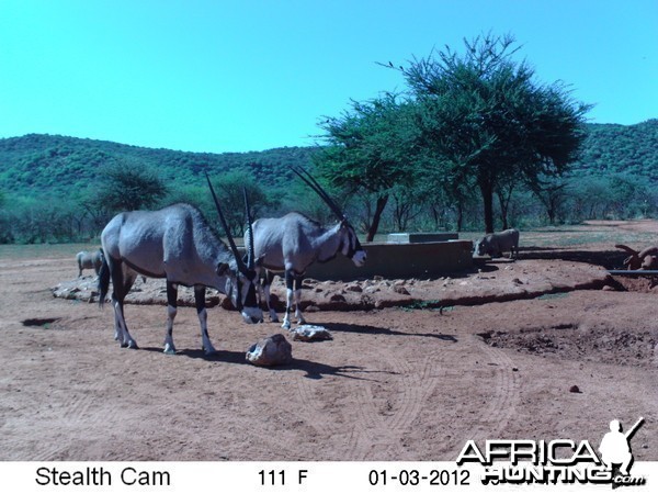 Trail Camera Namibia