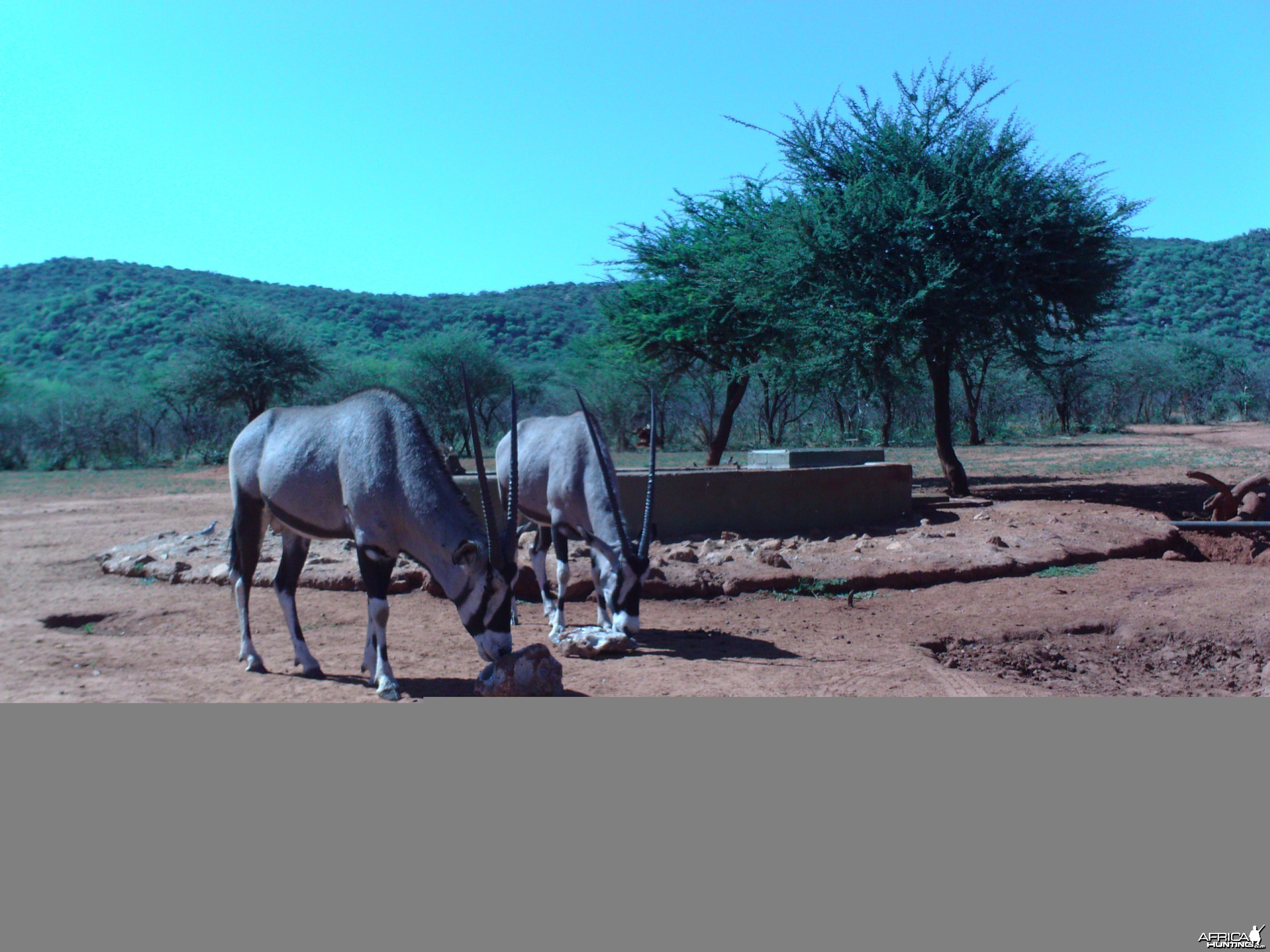 Trail Camera Namibia