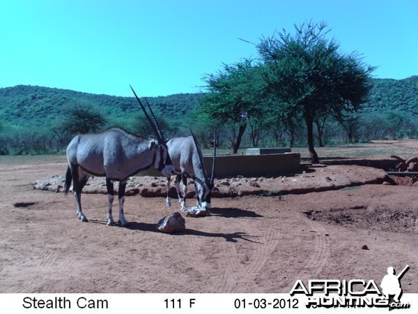 Trail Camera Namibia