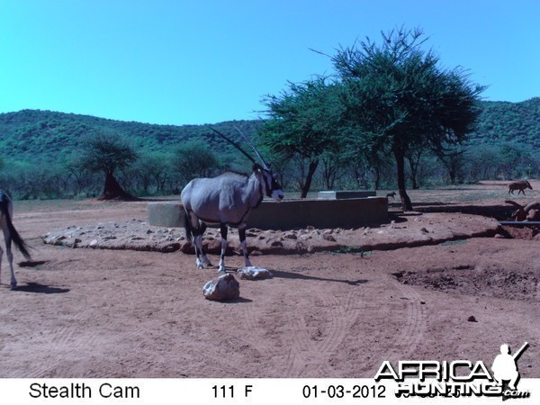 Trail Camera Namibia