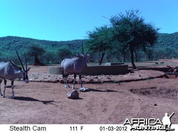 Trail Camera Namibia