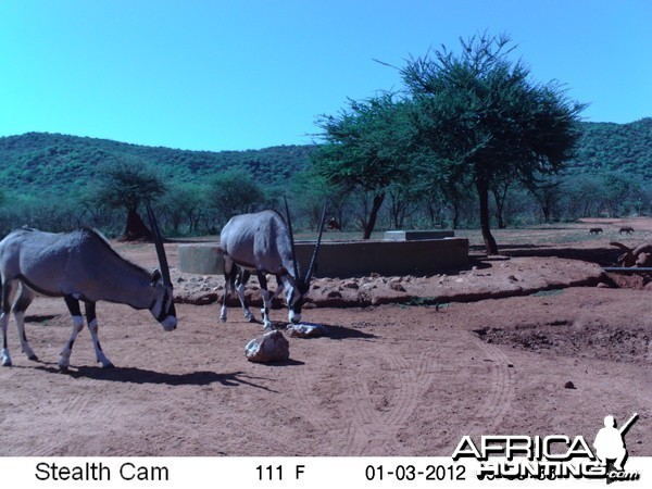 Trail Camera Namibia