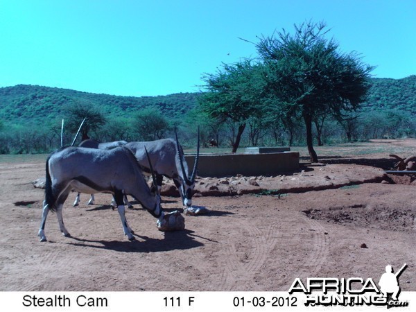 Trail Camera Namibia