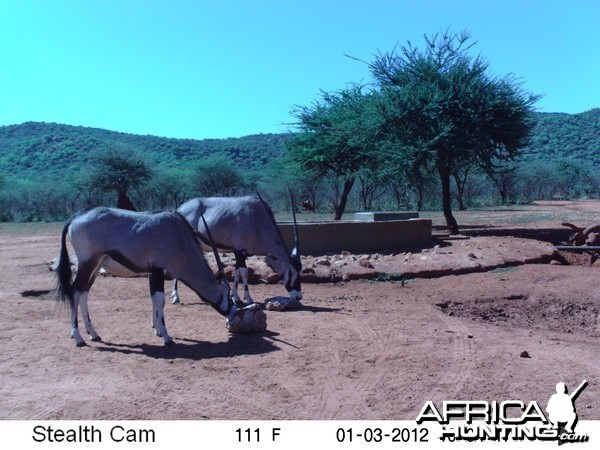 Trail Camera Namibia