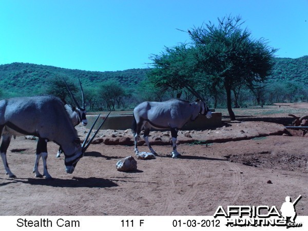 Trail Camera Namibia