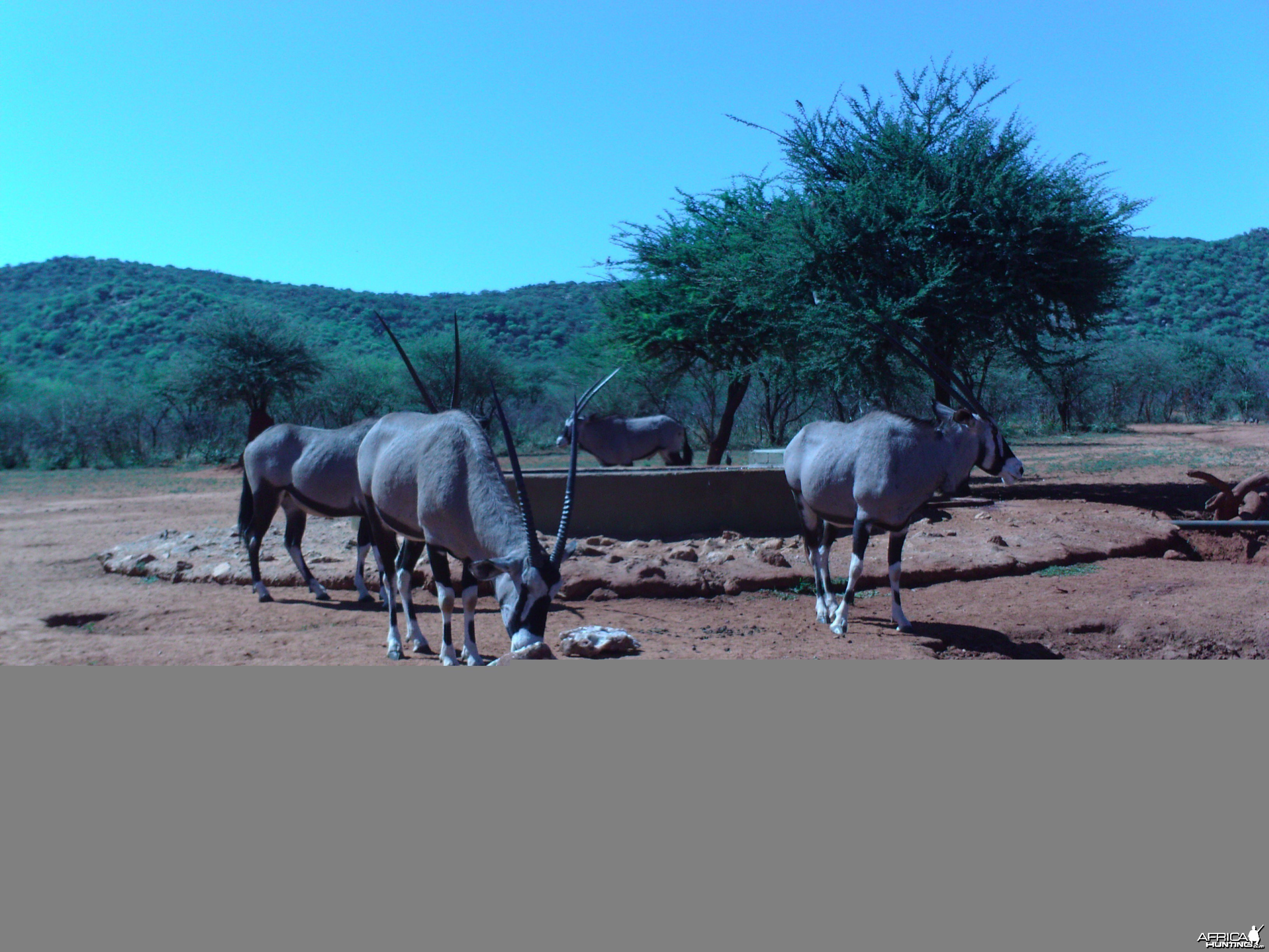 Trail Camera Namibia