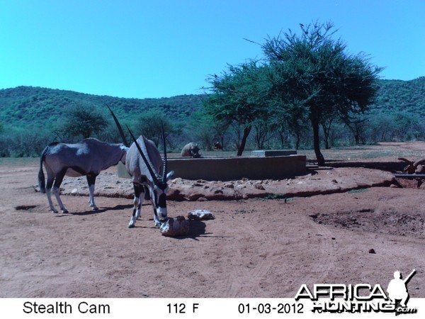 Trail Camera Namibia