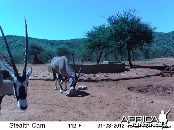 Trail Camera Namibia