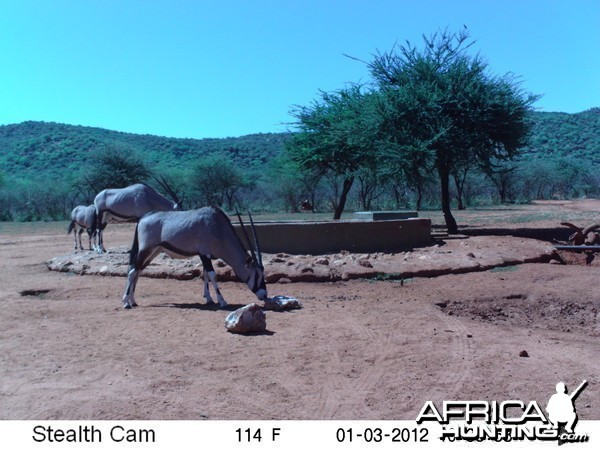 Trail Camera Namibia