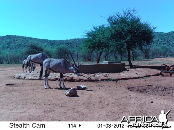 Trail Camera Namibia