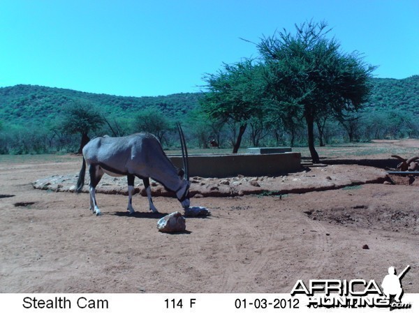 Trail Camera Namibia