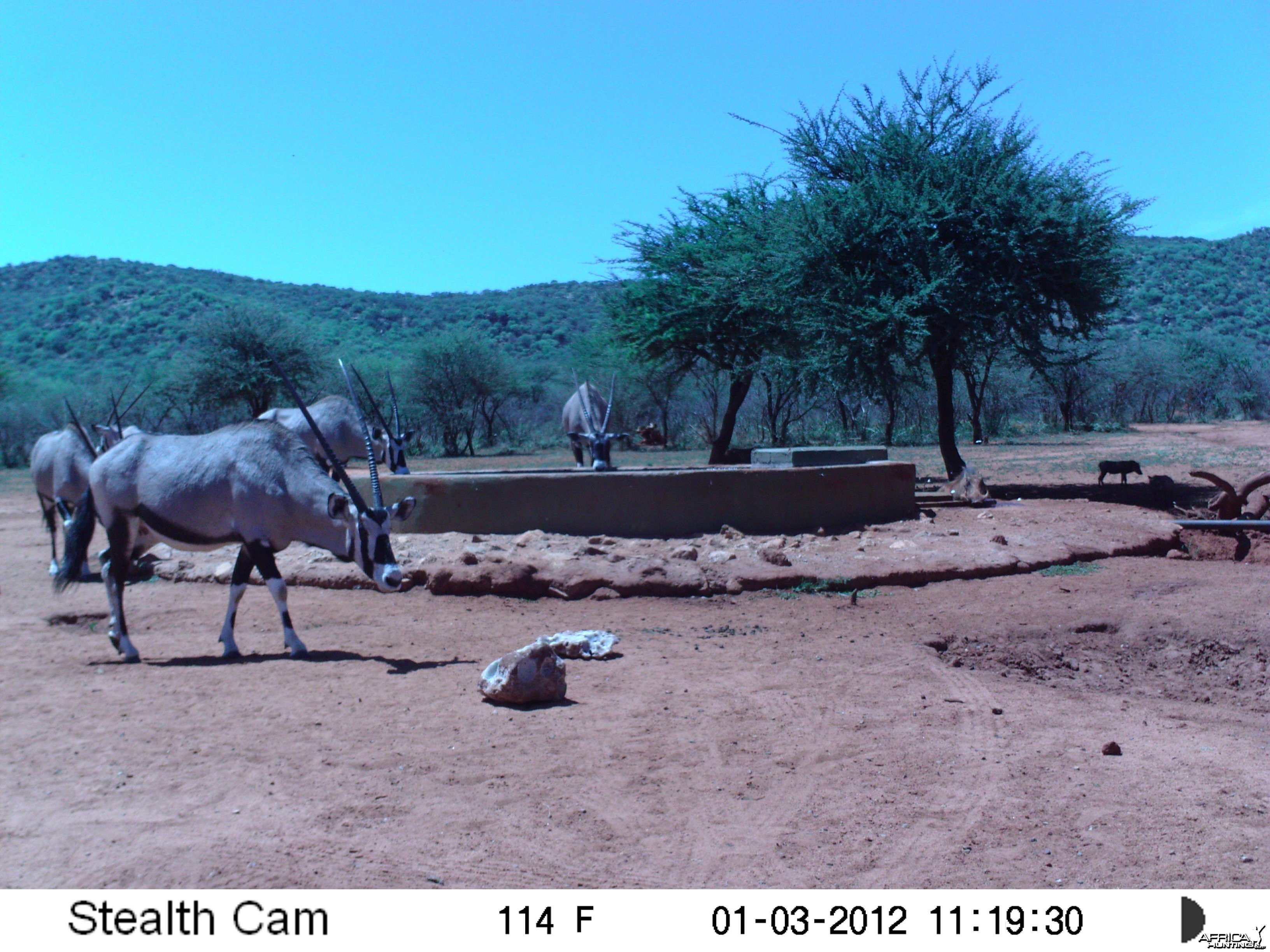 Trail Camera Namibia