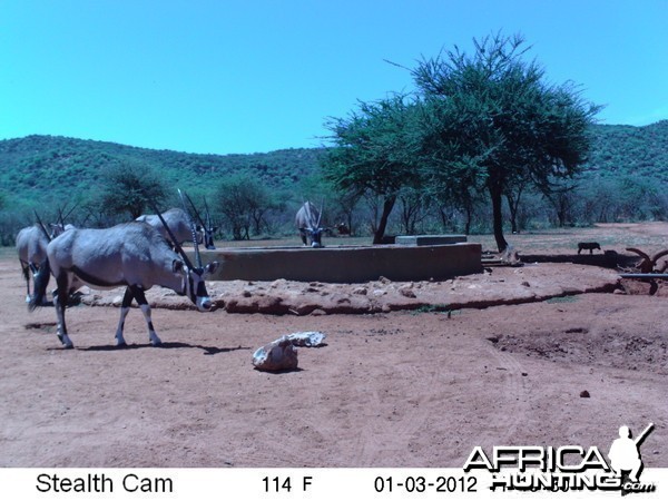 Trail Camera Namibia