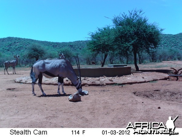 Trail Camera Namibia