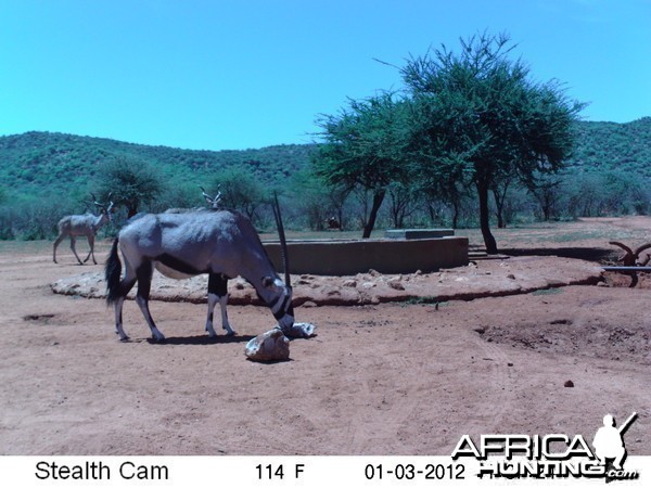 Trail Camera Namibia