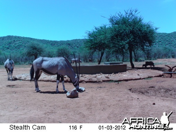 Trail Camera Namibia