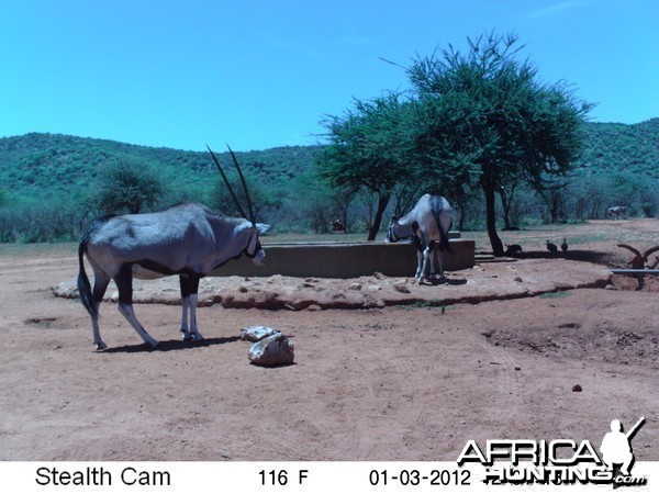 Trail Camera Namibia