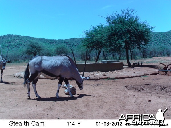 Trail Camera Namibia