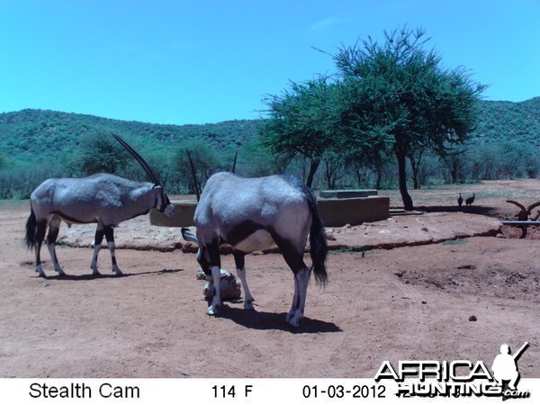 Trail Camera Namibia