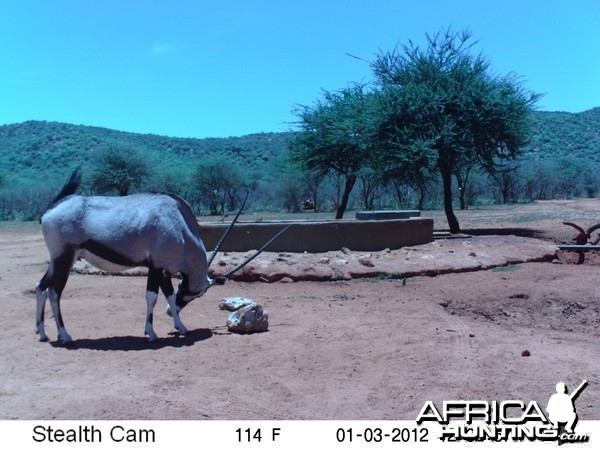 Trail Camera Namibia