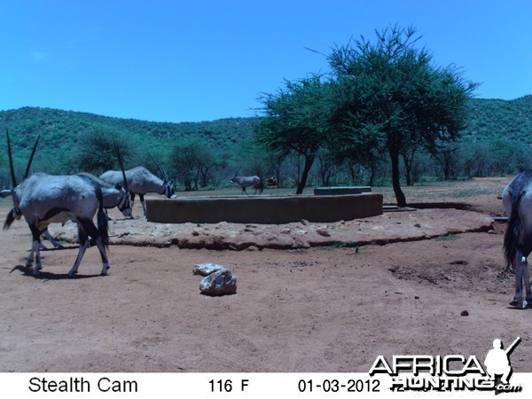 Trail Camera Namibia