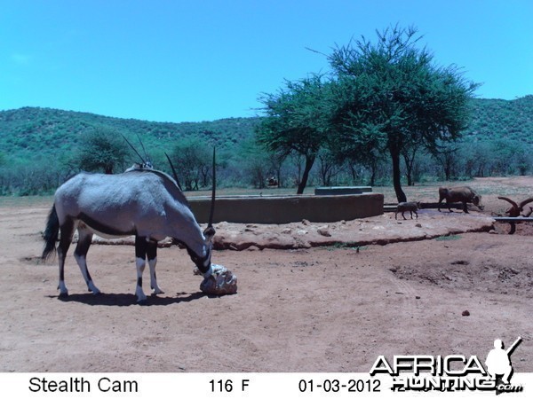 Trail Camera Namibia